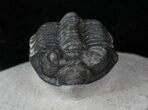 Bug Eyed Coltraneia Trilobite - #10742-3